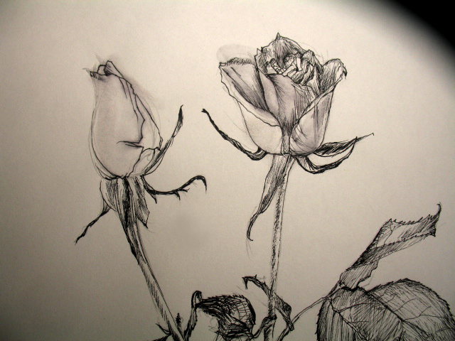 sketches of roses