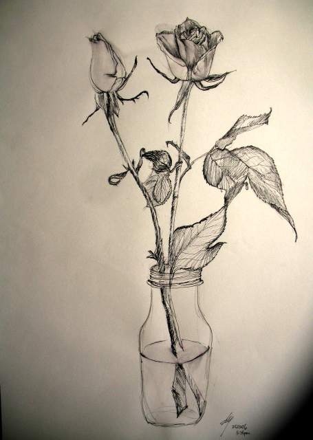 roses sketches roses sketches